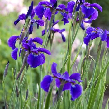 Iris sibirica - Siberian Iris