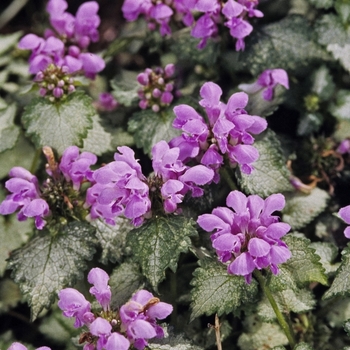 Lamium maculatum 'Orchid Frost' - Dead Nettle