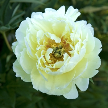 Paeonia 'Bartzella' - Bartzella Peony