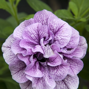 Petunia hybrida 'Double Wave™ Blue Vein' - Petunia