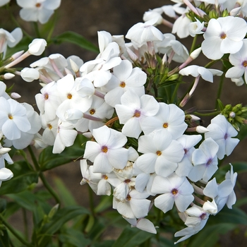 Phlox hybrid - 'Minnie Pearl'