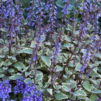Plectranthus strigosus - Plectranthus Purple