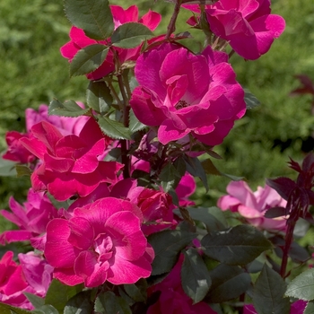 Rosa 'Radrazz' - The Knock Out® Rose