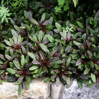 Ajuga Reptans 'Chocolate Chip' - Ajuga