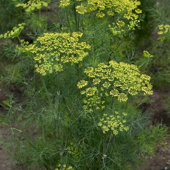 Anethum graveolens - Fernleaf Dill