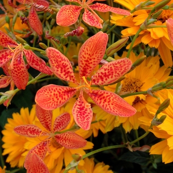 Belamcanda chinensis - Blackberry Lily