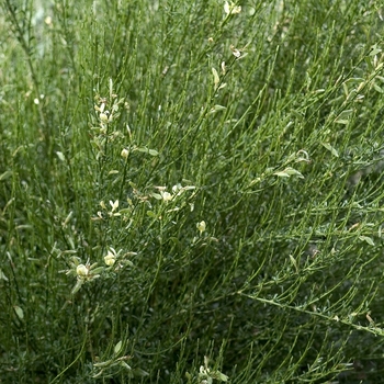 Cytisus scoparius - Scotch Broom