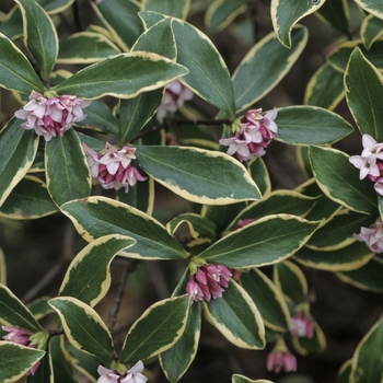 Daphne odora 'Aureo-marginatus' - Daphne odora