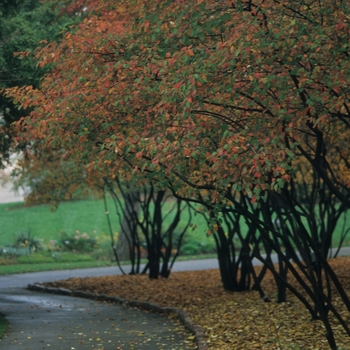 Amelanchier canadensis - Serviceberry, Shadblow