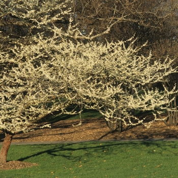 Cercis canadensis 'Alba' - White redbud