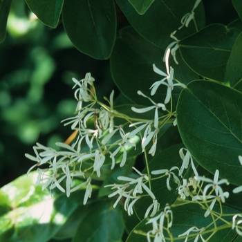 Chionanthus retusus - Fringetree Chinese