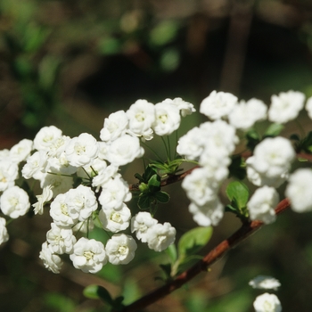 Spiraea prunifolia - Bridal Wreath Spirea