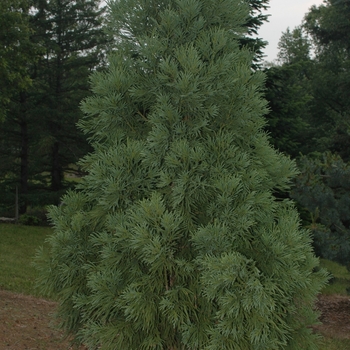 Crytptomeria japonica 'Yoshino' - Yoshino Japanese Cryptomeria