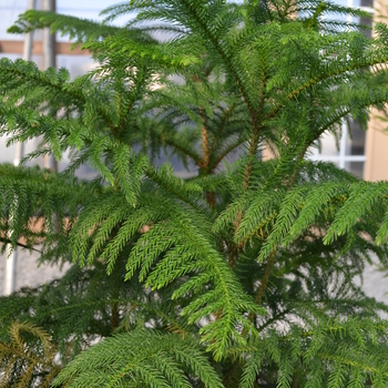 Araucaria heterophylla - Norfolk Island Pine