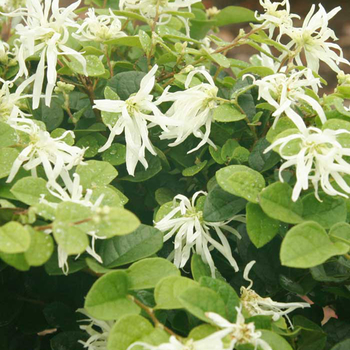 Loropetalum chinensis 'Emerald Snow' - Emerald Snow Loropetalum