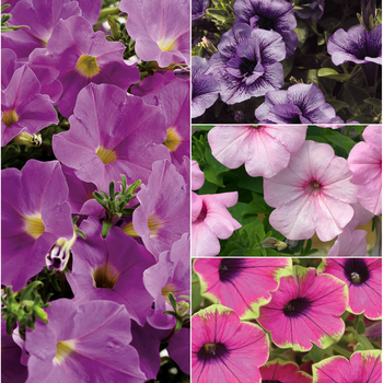 Petunia hybrid 'Supertunia®' - Petunia