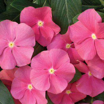 Catharanthus roseus 'Nirvana® Cascade Rose' - Annual Vinca; Periwinkle 