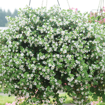 Sutera cordata 'Calypso Jumbo White' - Bacopa