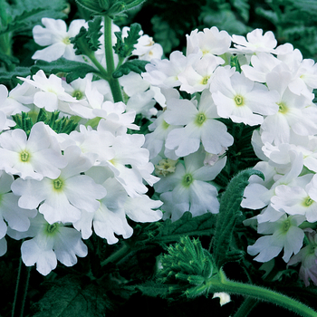Verbena 'Lanai® Blush White' - Lanai® Blush White