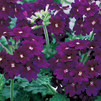 Verbena hybrida 'Lanai® Deep Purple' - Verbena