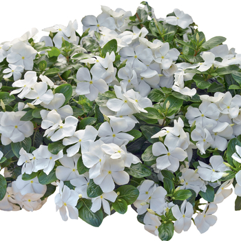 Vinca 'Nirvana® Cascade White' - Annual Vinca; Periwinkle