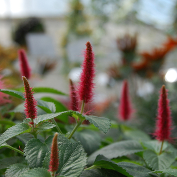Acalypha pendula - Trailing Red Cattail