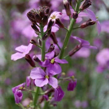 Erysimum linifolium 'Bowles Mauve' - Erysimum