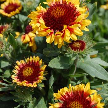 Gaillardia aristata 'Gallo™ Yellow Trumpet' - St. Clements' Blanket Flower