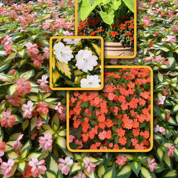 IMPATIENS for the SUN - SunPatiens® Spreading