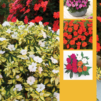 IMPATIENS for the SUN - SunPatiens® Vigorous