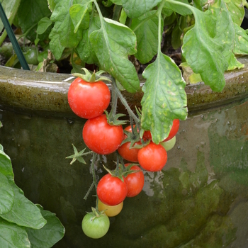 Lycopersicon esculentum - Cherry Tomato