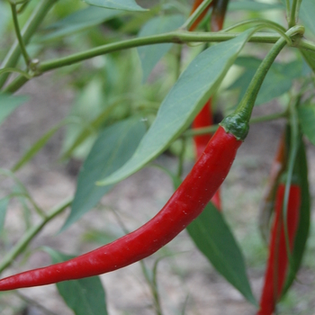 Capsicum annuum - Cayenne Pepper