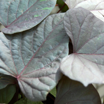 IPOMOEA batatas 'Ace of Spades' - Ornamental Sweet Potato