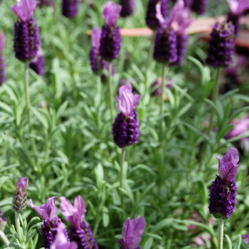 Lavendula stoechas 'Anouk' - Anouk Lavender