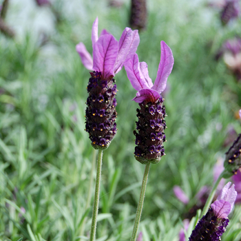 Lavandula stoechas 'Otto Quast' - French or Butterfly Lavender