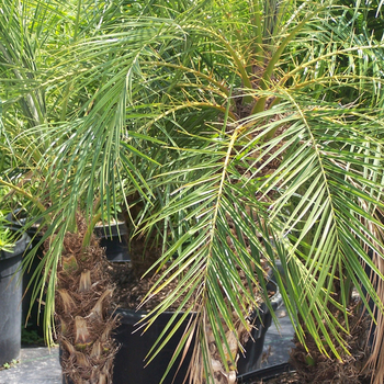 Phoenix roebelenii '' - Pygmy Date Palm