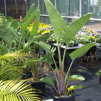 Strelitzia nicolai - Giant White Bird of Paradise