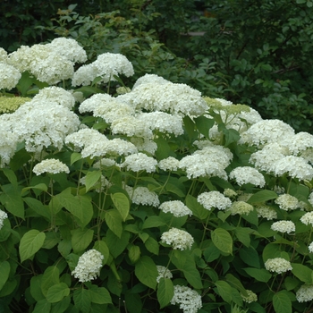 Hydrangea arborescens 'Annabelle' - Annabelle Hydrangea