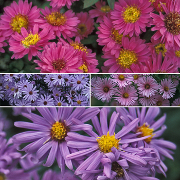 Multiple Varieties - New England Aster