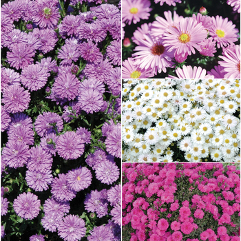 Multiple Varieties - Aster -Michaelmus Daisy