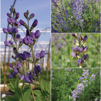 Perennial - Baptisa - False Indigo