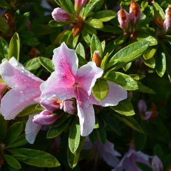 Azalea indica 'George Tabor' - George Tabor Azalea