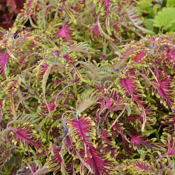 Coleus 'Under The Sea ™ Bone Fish' - Coleus