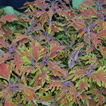 Coleus Solenostemon 'Under The Sea™ Langostino' - Coleus Under The Sea™ Langostino Coleus