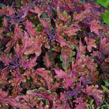 Coleus 'Under The Sea® Molten Coral' - Coleus