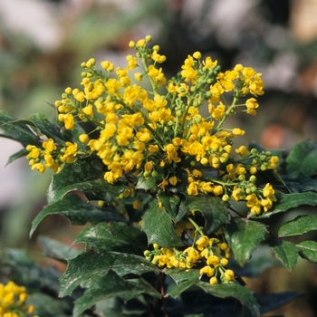 Mahonia aquifolium - Oregon Grape