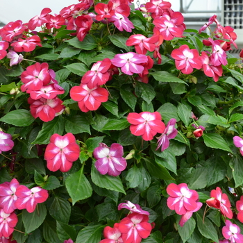 Impatiens walleriana 'Patchwork Cosmic Burgundy' - Patchwork Cosmic Burgundy Impatiens