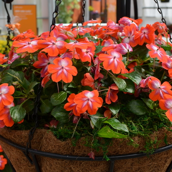 Impatiens walleriana 'Patchwork Cosmic Orange' - Patchwork Cosmic Orange Impatiens