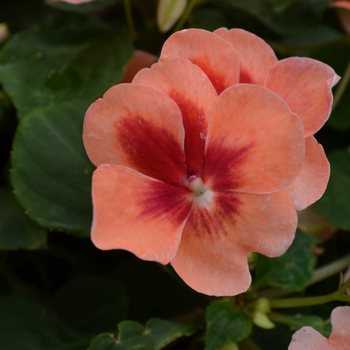 Impatiens walleriana 'Patchwork Peach Prism' - Patchwork Peach Prism Impatiens