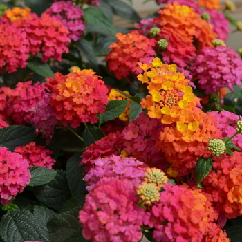 Lantana camara - Lucky™ Sunrise Rose Lantana